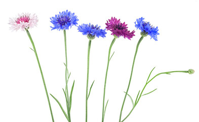 Fototapeta premium Colored cornflowers isolated on a white background. Beautiful bachelor button flowers, centaurea.