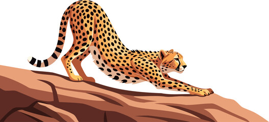 Obraz premium Cheetah stretching its body on a desert rock formation