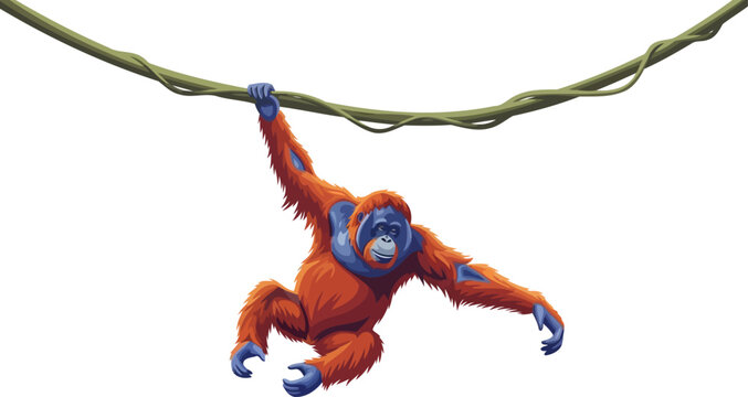 Orangutan ape swinging from jungle vine branch