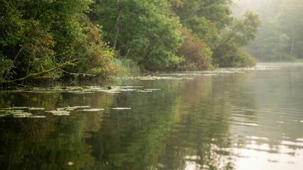 Calm river reflecting lush green trees and foliage under dappled sunlight