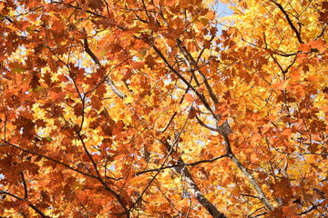 Fall Leaves