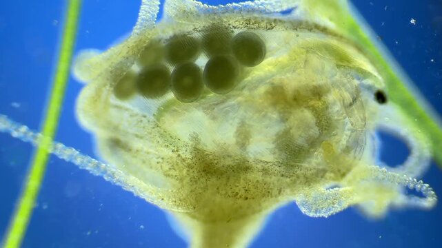 Hydra preying on Daphnia under the microscope at 40x Magnification