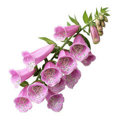 Fototapeta premium Pink flowers with spotted petals against a white background on transparent background.