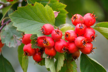 Crataegus coccinea Scharlach Weissdorn  Detail Frucht