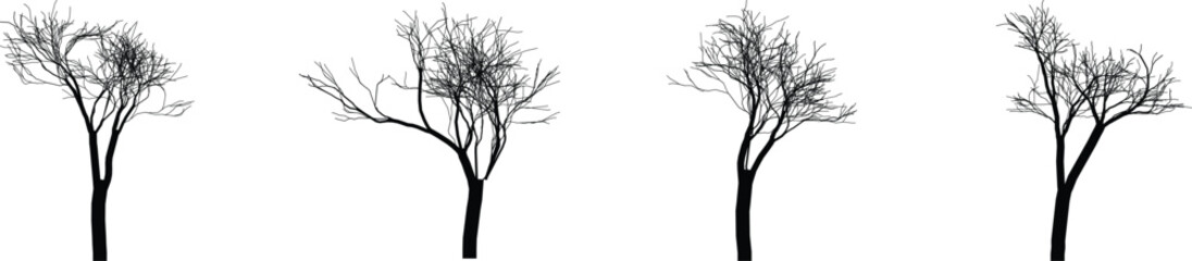 Obraz premium Four bare trees with no leaves in autumn or winter season trees with bare branches and trunks nature and environment