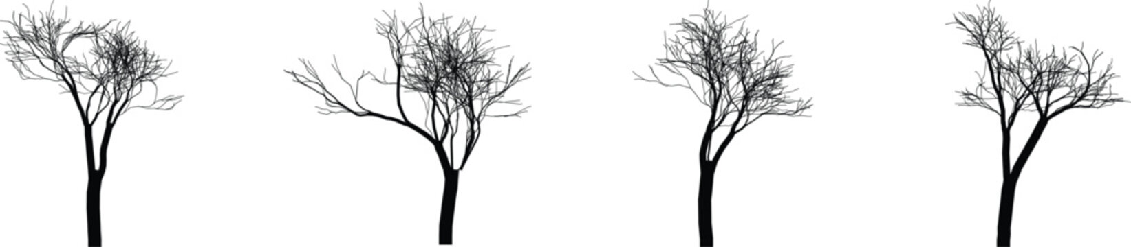 Four bare trees with no leaves in autumn or winter season  trees with bare branches and trunks  nature and environment