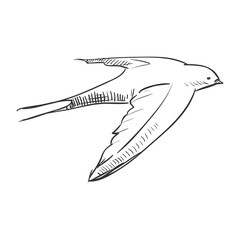 Hand drawn flying swallow © Vexels