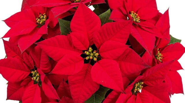 Vibrant red poinsettias for Christmas decoration and festive ambiance
