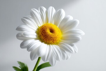 Fototapeta premium Closeup of Luminous White Flower with Yellow Center on Neutral Background