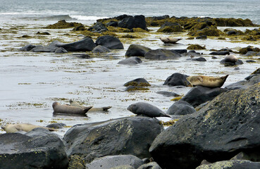 Fototapeta premium Seal in Iceland in its natural environment in and around the water in summer