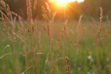 Fototapeta premium Abstract warm landscape of wildflower grass meadow on warm golden hour sunset or sunrise time. Tranquil summer or early fall nature field background. Soft golden hour sunlight panoramic countryside