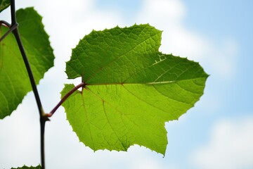 Vitis amurensis is a large deciduous vine native to East Asia known for its high sugar content and...