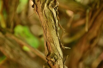 Vitis amurensis is a large deciduous vine native to East Asia known for its high sugar content and edible black berries. This is an authentic photography.