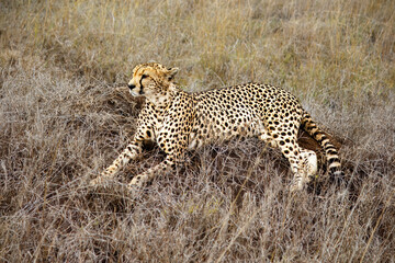 Naklejka premium A cheetah resting on a rock in The Serengeti, Tanzania
