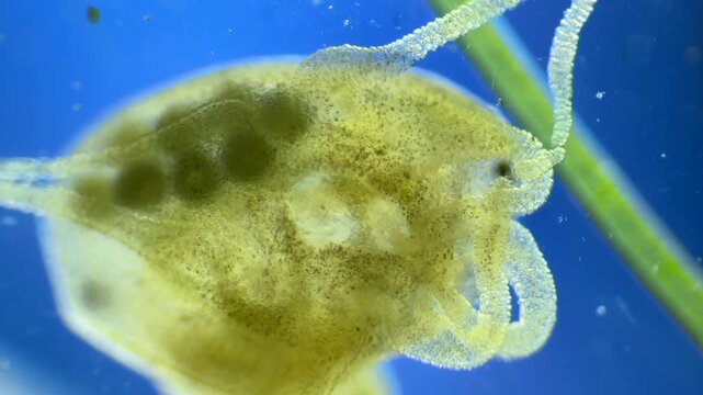 Hydra preying on Daphnia under the microscope at 40x Magnification