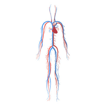 Health circulatory system cardiovascular system blood human body