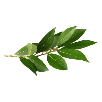 Bay leaf herb illustration