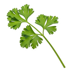 Fresh flat-leaf parsley sprig with vibrant green leaves against a plain background