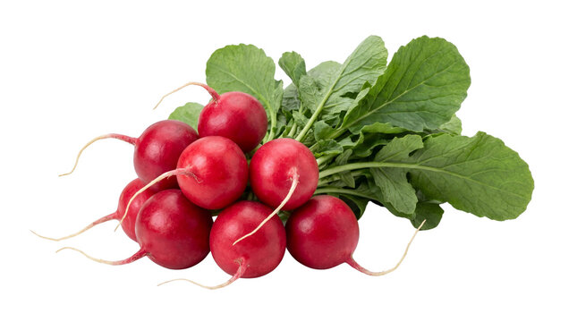 Fresh red radishes with green leaves, small bunch of root vegetables isolated PNG with Transparent Background