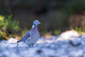 Obraz premium Wood pigeon (Columba palumbus)