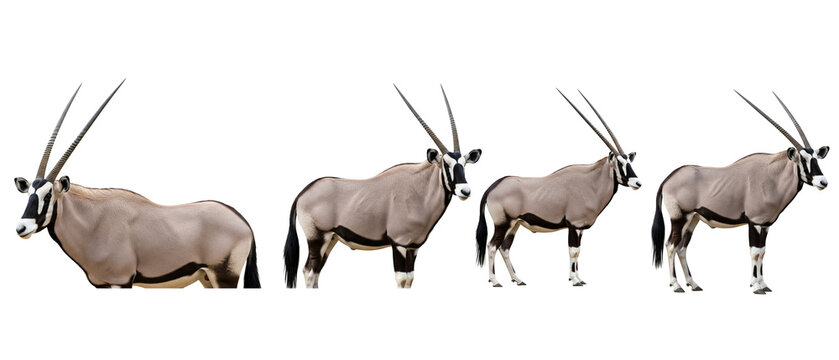 A collection of four Gemsbok Oryx gazella antelopes isolated on a plain white background.