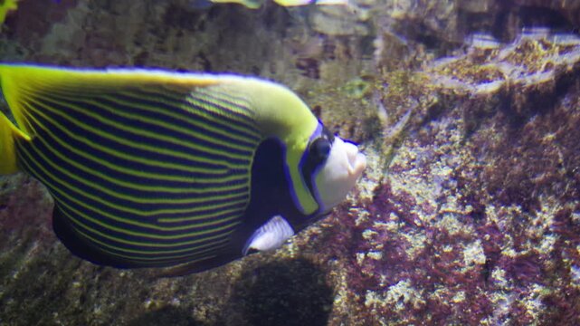 Emperor angelfish swimming near coral reef