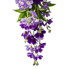 Elegant cluster of purple trailing orchids with green foliage against a white background