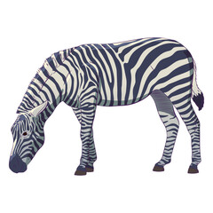 Wild animal zebra hand drawn colorful © Vexels