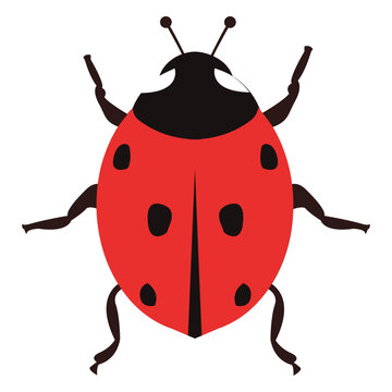 Ladybug image flat