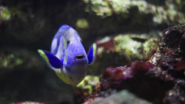 Blue tang surgeonfish swimming in aquarium