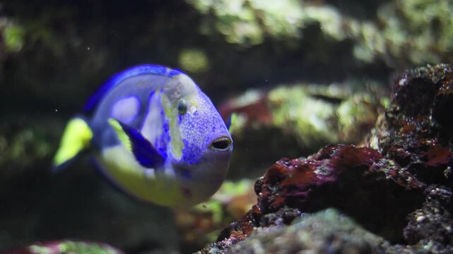 Blue tang surgeonfish swimming in aquarium