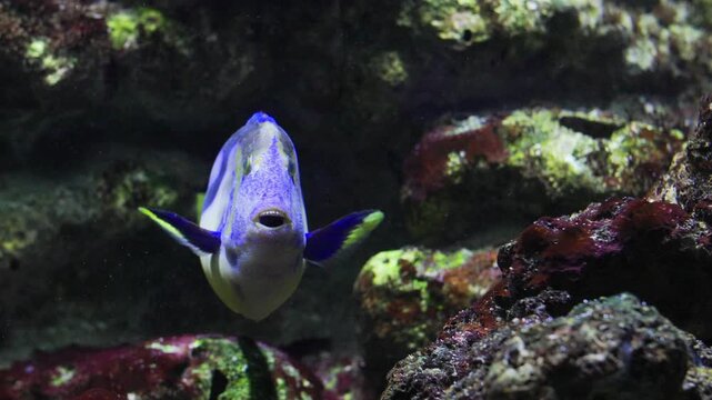 Blue tang surgeonfish swimming in aquarium