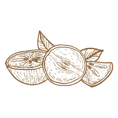 Tropical fruit vector illustration including caimito, isolated on a white background in vintage line art style.