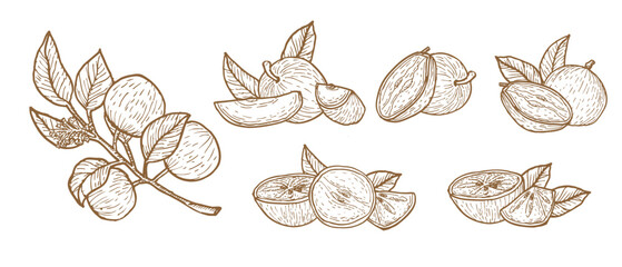 Set of Hand drawn star apple vector illustrations. Ink drawing cainito or caimito purple fruit branches and halves, whole and slices on a white background. Vector illustration isolated.