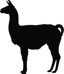 Obraz premium Llama Side View Silhouette Vector on white background 