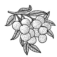 Longan branch isolated on a tranparent background. Outline longan tree plant part in vintage linear style.