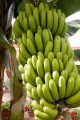 Banana cultivation in the Canary Islands. Tenerife. Spain.