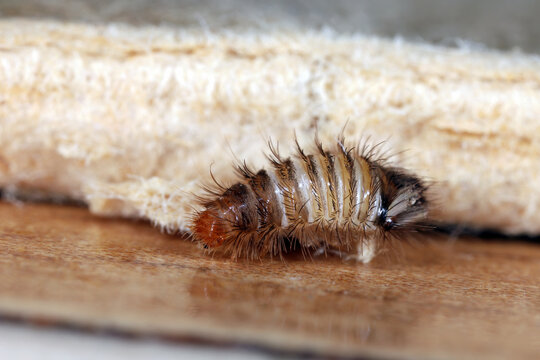 Larwa of Dermestidae family, skin beetles, Anthrenus, carpet beetles. These are insects commonly found in apartments and houses, pests of various products.
