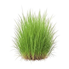A close-up view of a vibrant green grass plant with long, slender blades. isolated on white background