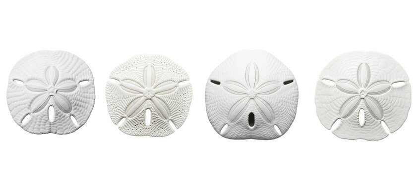 A collection of four white sand dollar sea urchin tests isolated on a white background.