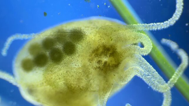 Hydra preying on Daphnia under the microscope at 40x Magnification