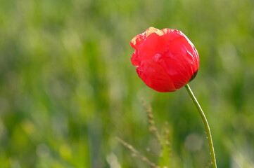 Fototapeta premium red poppy flowers