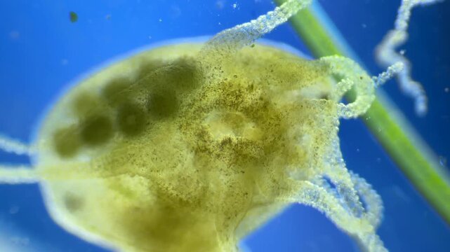 Hydra preying on Daphnia under the microscope at 40x Magnification