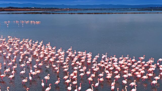 Flamingos gather by the water in a large flock during sunset near the coast. Many flamingos are standing in shallow water as the sun sets in the background.