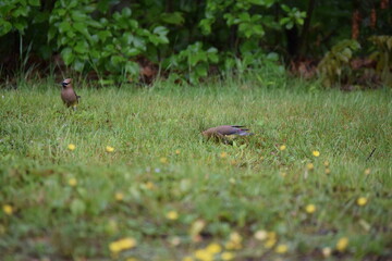 Obraz premium Cedar Waxwing