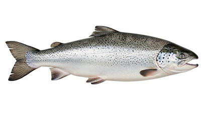 Obraz premium Fresh Atlantic salmon fish isolated on a clean white background