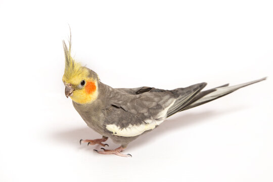 A pet cockatiel with bright orange cheeks sits on a light background.