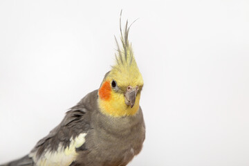 Fototapeta premium A pet cockatiel with bright orange cheeks sits on a light background.
