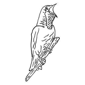 Bare throated bellbird stroke