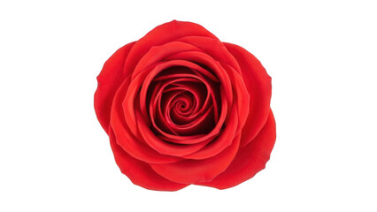 Beautiful red rose icon or clipart isolated on transparent background